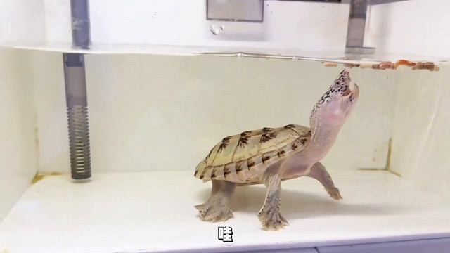 什么叫嘴下留情，这墨西哥蛋龟太温柔了 смотреть онлайн