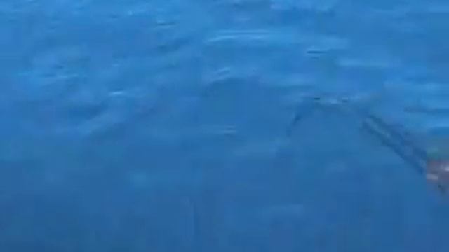 Large Spanish Mackeral caught Game Fishing at the Reef смотреть онлайн