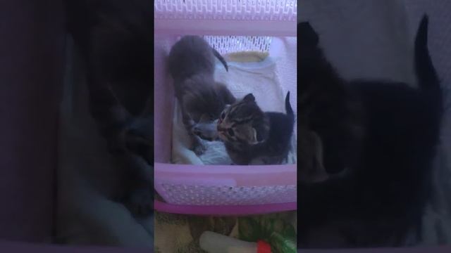 Амурчик с котятами . Волнистый попугай говорит  