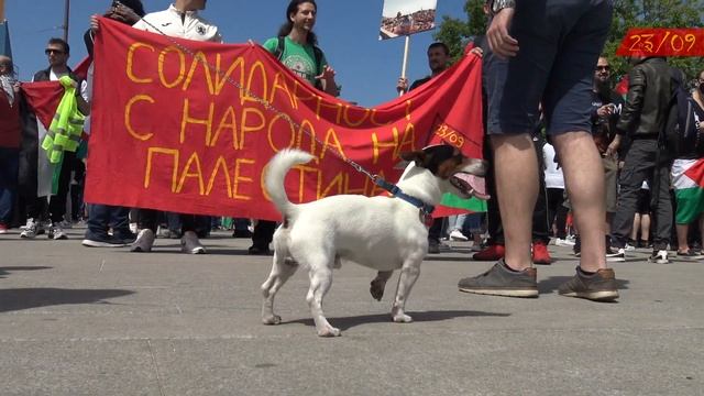 Протест в солидарност с народа на Палестина смотреть онлайн
