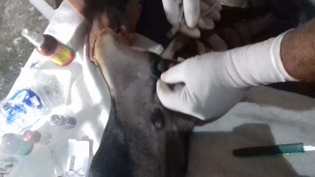 Castração do cholinho смотреть онлайн