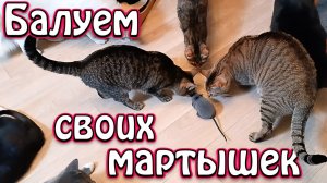 Балуем своих мартышек.
