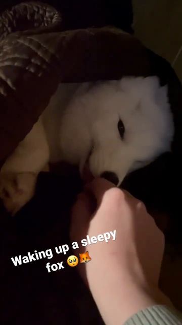 Sound on for Arctic Fox noises 💕🦊 смотреть онлайн