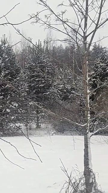 Зима. Стук дятла смотреть онлайн