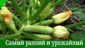 Кабачки: Самый РАННИЙ и ОЧЕНЬ УРОЖАЙНЫЙ сорт! Сажаю его каждый год