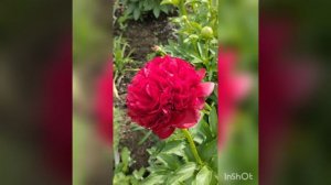 пион Кристмас вельвет