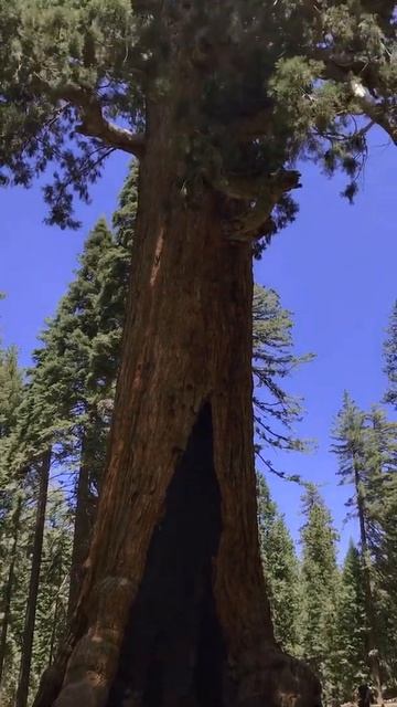 #shorts Towering Grizzly Giant at Yosemite National Park, USA смотреть онлайн