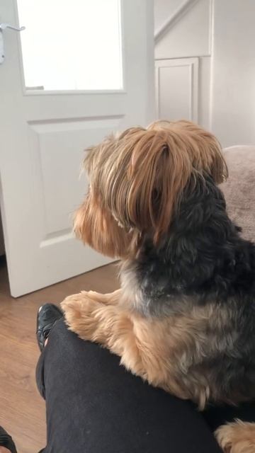 Little dog howling смотреть онлайн