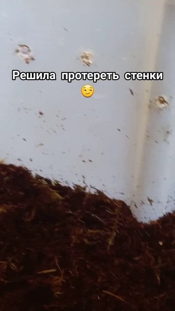 Уборка у улиток💦🐌 результат фотосессии в моём сообществе 💫⭐️ смотреть онлайн