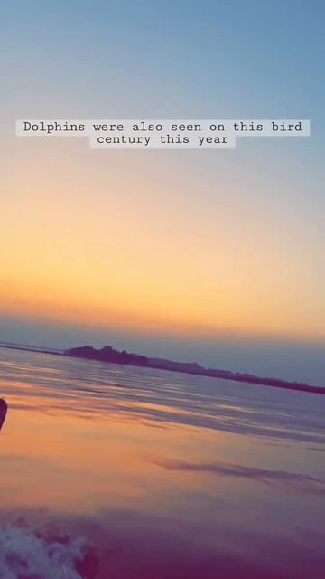 Dolphins #this is harike Bird Sanctuary , This year a dolphin was also seen in this water.. смотреть онлайн