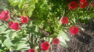 VID_20250416_170909.mp4