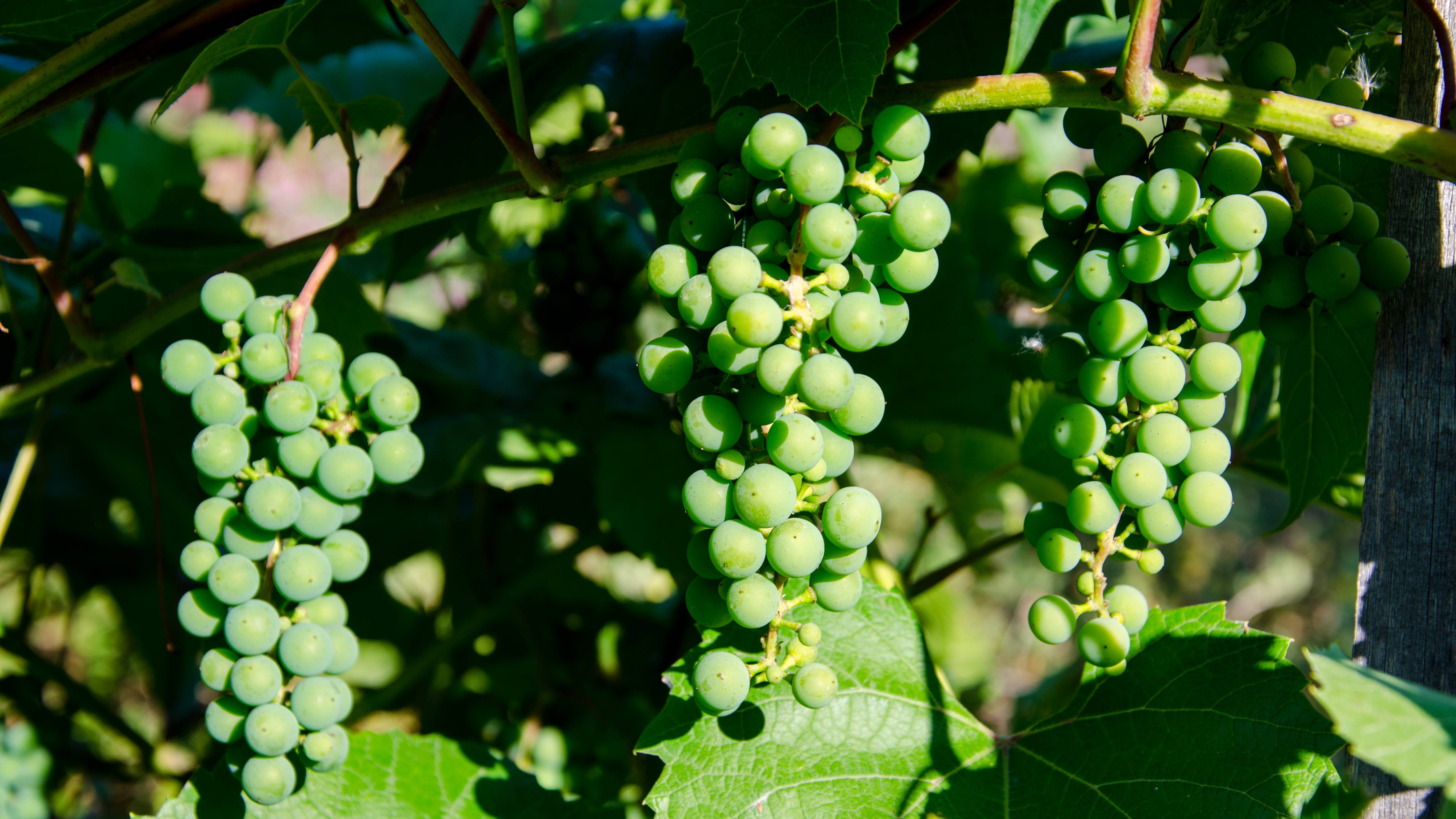 Прогулка. Сад смотреть онлайн