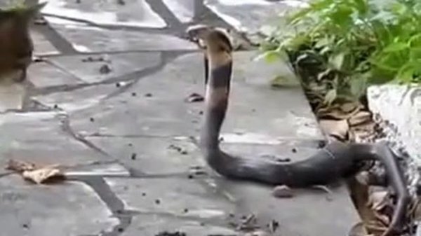 Смелый Кот против Кобры. Молниеносная реакция поражает