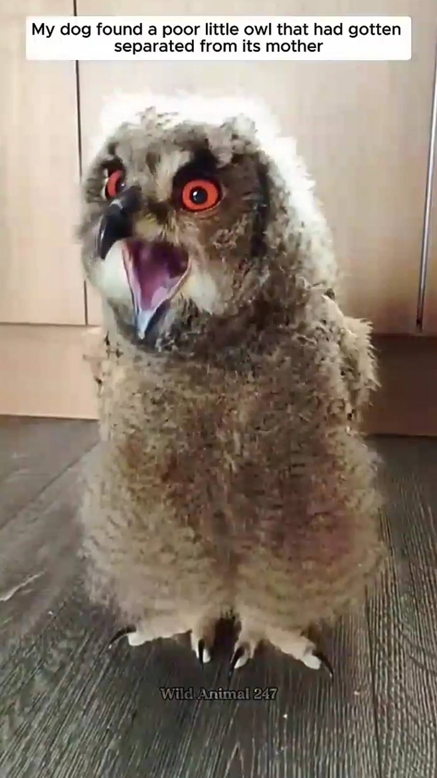 Совëнок 🦉 смотреть онлайн