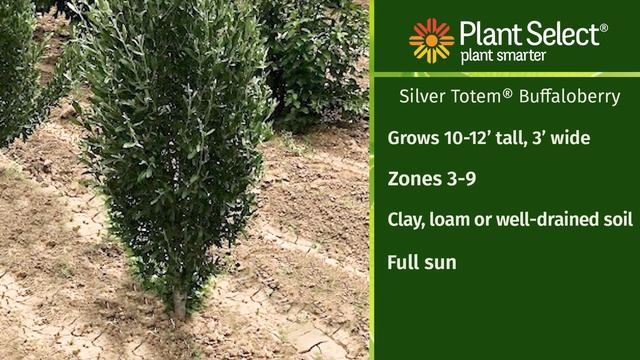 Silver Totem Buffaloberry: Ideal for Sunny, Hot Landscapes смотреть онлайн