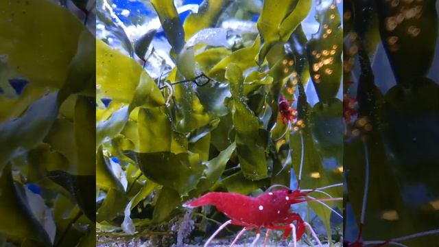 #fisch#Fisch#Fische#рыба#рыбалка#Аквариум#аквариумные рыбки#рыбак#рыбалка#fishtok#Fischer# смотреть онлайн