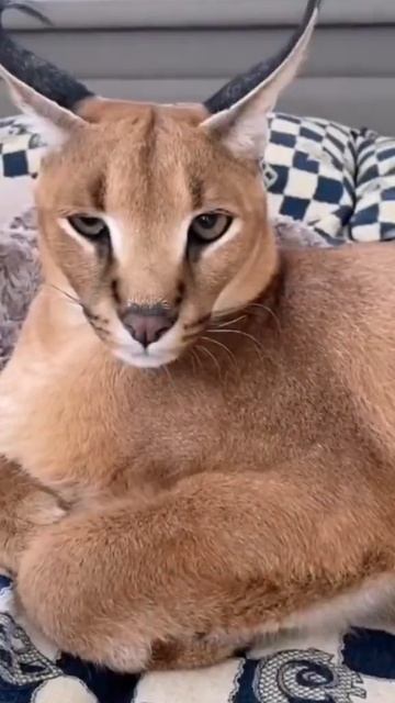 Floppa | Шлёпа смотреть онлайн