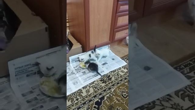 Подобрыши смотреть онлайн