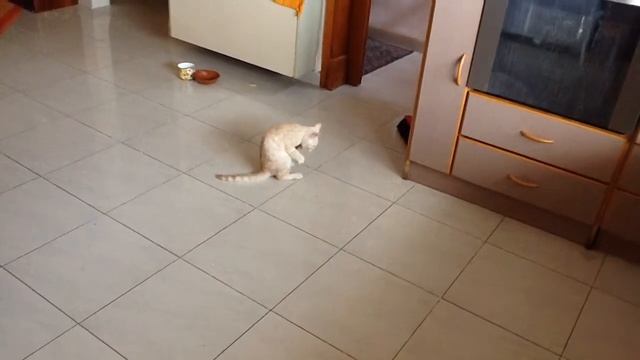 Котик4 смотреть онлайн