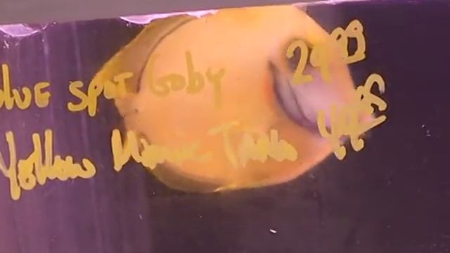 Chocolate Yellow Mimic Tang смотреть онлайн