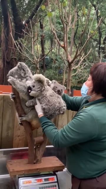 How to weigh a koala смотреть онлайн