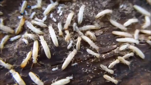 Le termite de saintonge (Reticulitermes santonensis), suite, par André Lequet (www.insectes-net.fr) смотреть онлайн