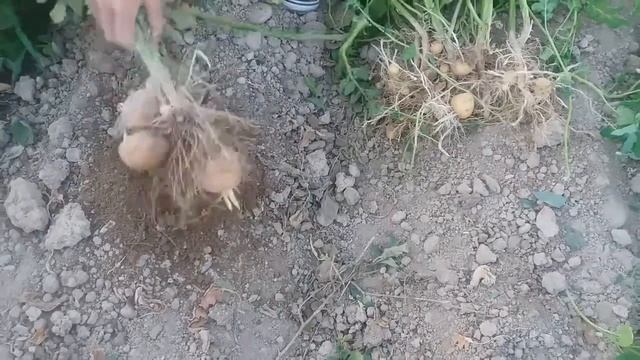 Kartoshka hosili yirik bo‘lishi uchun nima qilish kerak. смотреть онлайн