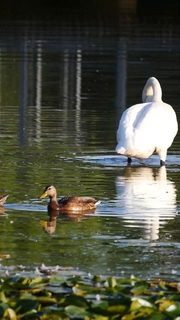 Ugly duckling A: so close to beautiful white swan. Ugly duckling B: so what? #uglyduckling #swan смотреть онлайн