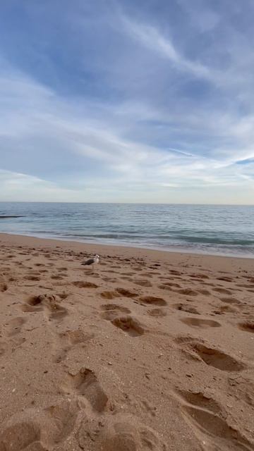 Чайка 🐦 по имени Джонатан Ливингстон 😵 Слышал про такого? Пиши 👇 смотреть онлайн