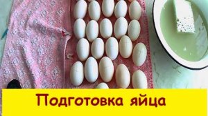 Подготовка яйца