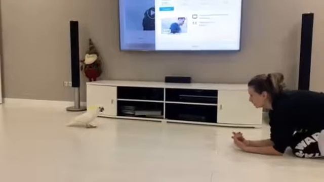 Какаду Кирюша смотреть онлайн