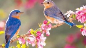 8-март байрам табриги! Аёл хакида шеър 🌷🌷🌷