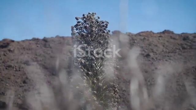 Endangered plants. Episode 14: A list of some of the most important endangered plants смотреть онлайн