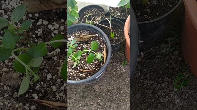 Началась Весна! Очень много работы теперь во дворе.