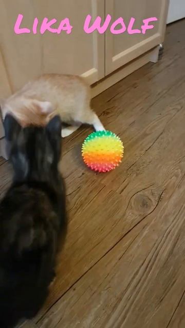 КРАСОТА КАКАЯ 😍Милые котики. Смешные коты. Смешные животные. Cute kittens Cute Teddy kittens Fun смотреть онлайн