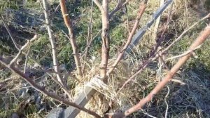 Почки на черешне, вишни и грушах  уже раскрылись. что ждать если погода внесёт свои коррективы.