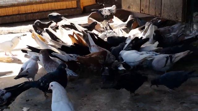 17.04.18. Зелень для голубей. смотреть онлайн