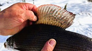 ЮМОС. Килограммовые ХАРИУСЫ из подо льда. Ночуем в лесу.