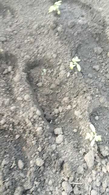 Высадила помидоры в теплицу. Обещают -1😳 #теплица #томаты # помидоры #рассада #рассадапомидоров