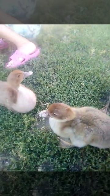 Индоутятам 3 недели.