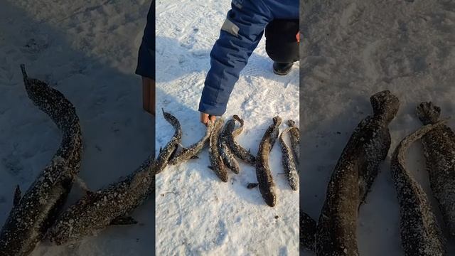 Итог 65 шт налимов✌ смотреть онлайн