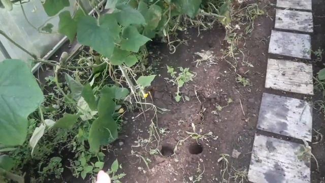 14 - 15 августа. Подкормила огурцы. смотреть онлайн