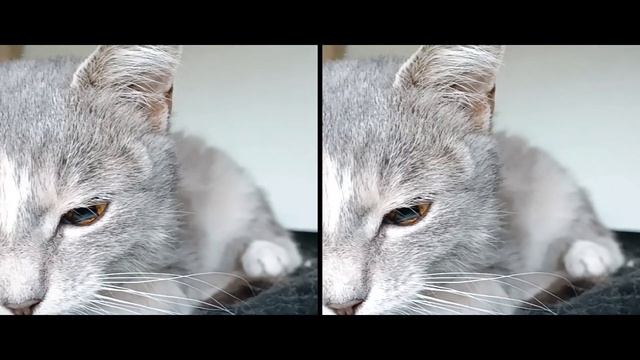 ❤️Камушек - кошечка ищет семью смотреть онлайн