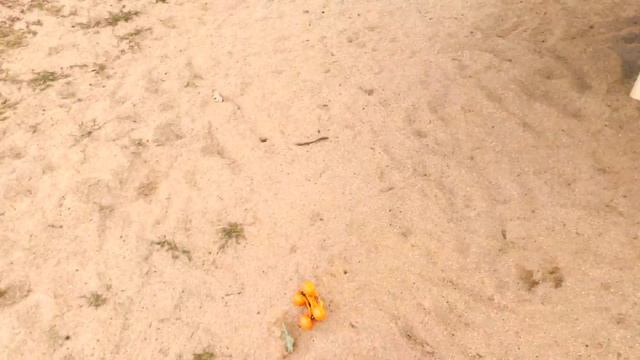 Monster Jam at the Park Part 2 - Earth and Surf Megalodon and El Toro Loco смотреть онлайн