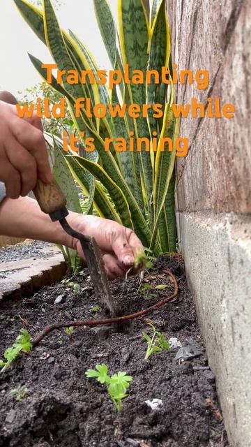 Transplanting wild flowers while it’s raining 🌧️ #gardenlover #plantita смотреть онлайн