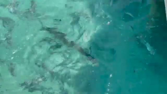 Morritt's Resort, Grand Cayman смотреть онлайн