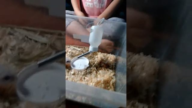 2 день хомяков. смотреть онлайн