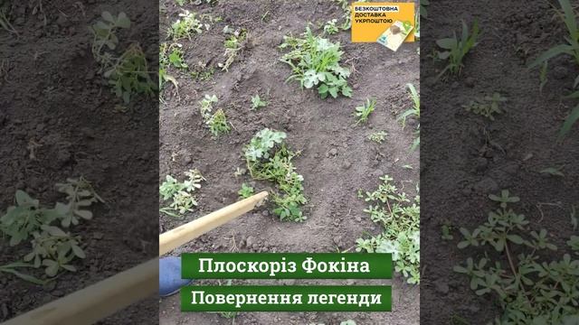 Легендарний Плоскоріз Фокіна смотреть онлайн