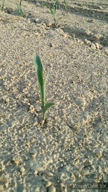 role of water in plant growth#shorts#viral#trending#viralshort#trendingshort#youtubeshort#agricultu смотреть онлайн