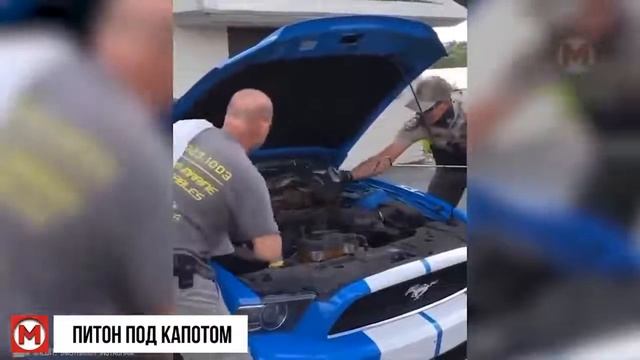 Такого Никто не ожидал! Случаи с Животными, которые Повезло Снять на Камеру!!! смотреть онлайн